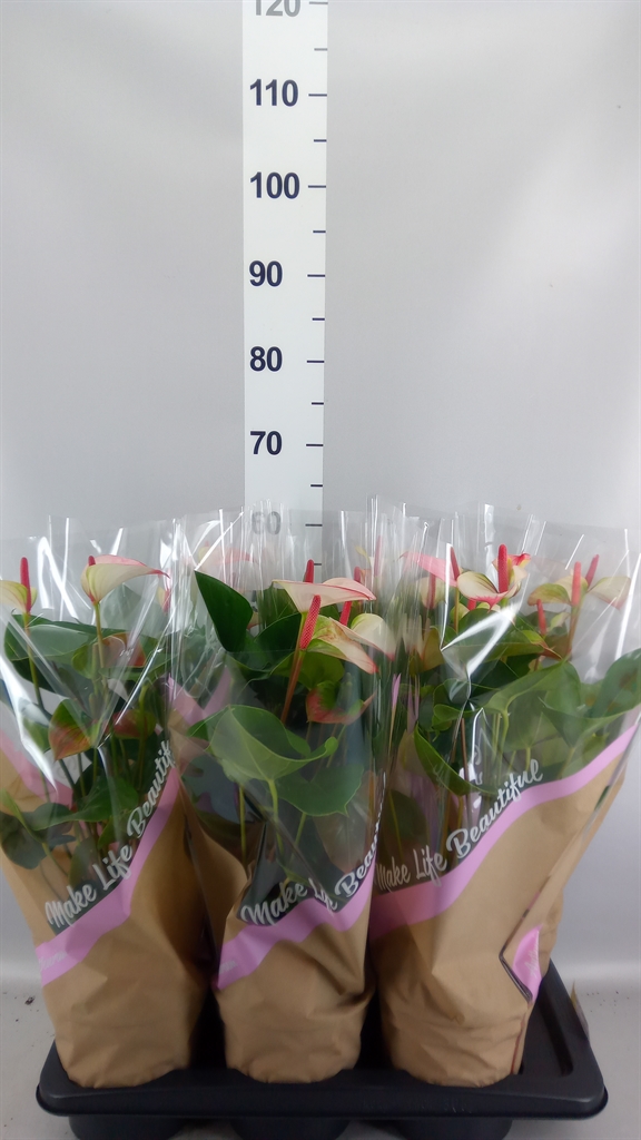 Anthurium Princess Amalia Elegance 17Ø 55cm
