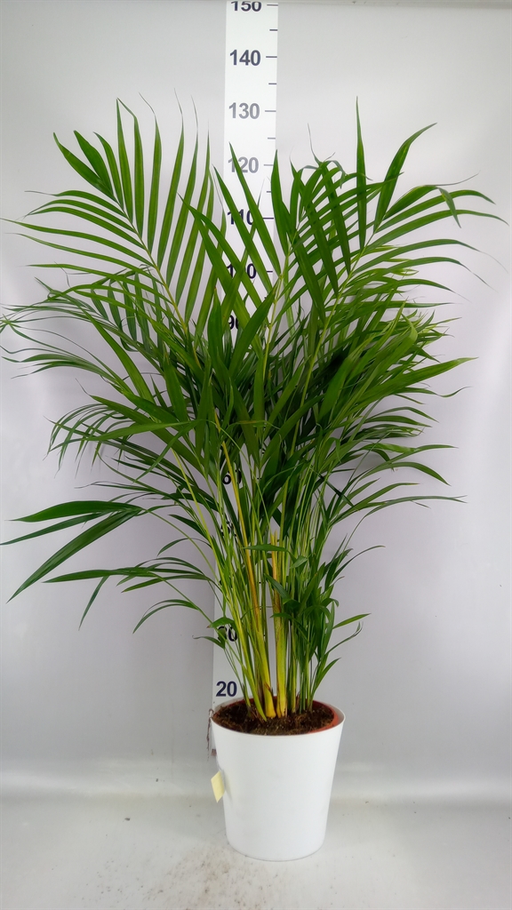 Dypsis Lutescens 23Ø 110cm