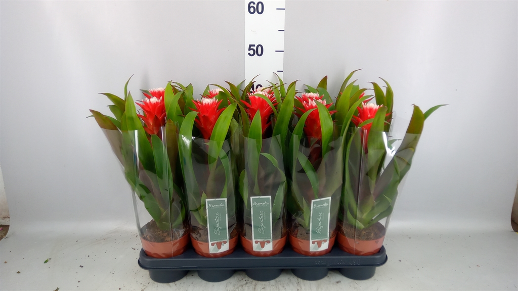 Guzmania Hope 12Ø 45cm