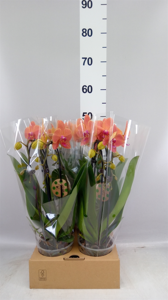 Phal El Cascade 12Ø 45cm