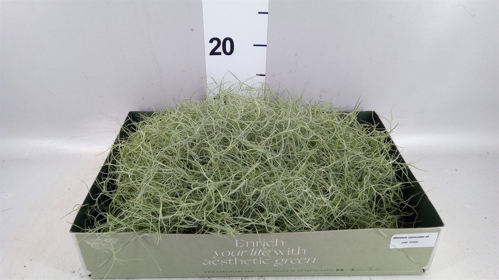 Till Usneoides