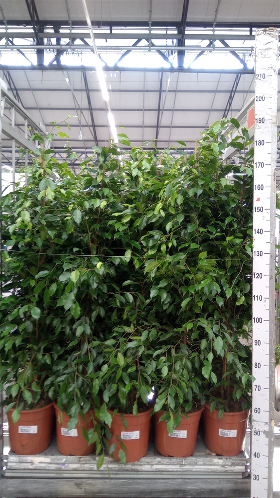 Ficus Benjamina Exotica 27Ø 150cm