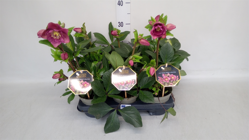 Hell Hgc Wb Fri Ruby 15Ø 30cm