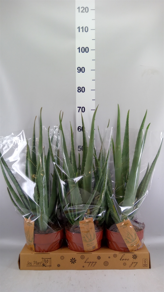 Aloe Vera 19Ø 55cm