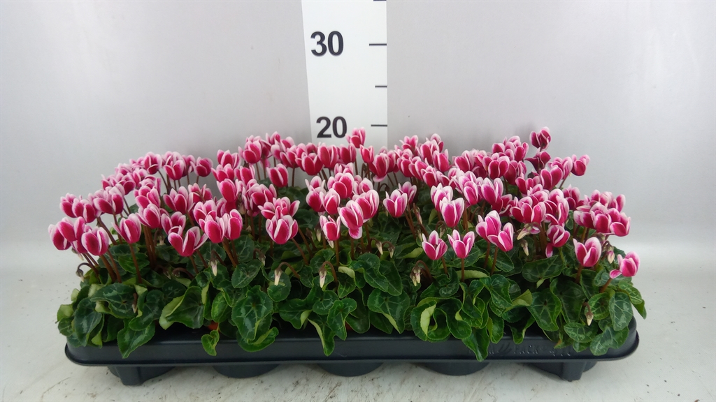 Cyclamen Super Serie Compact Fuji 9Ø 18cm