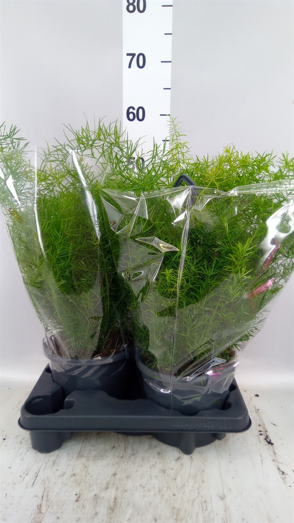 Asparagus Densiflorus Sprengeri 19Ø 60cm