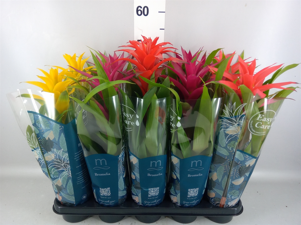 Guzmania Mix 12Ø 45cm