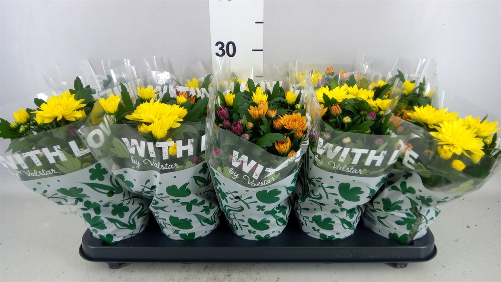 Chrysanth Da Vinci Mix 12Ø 25cm