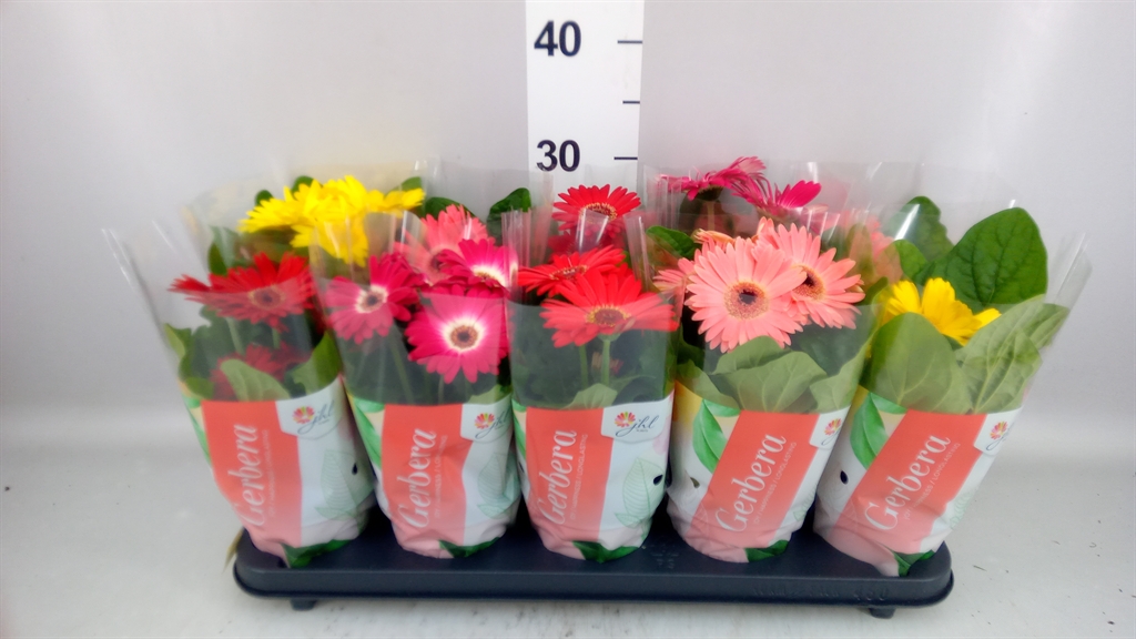 Gerbera Colourgame Mix 12Ø 30cm