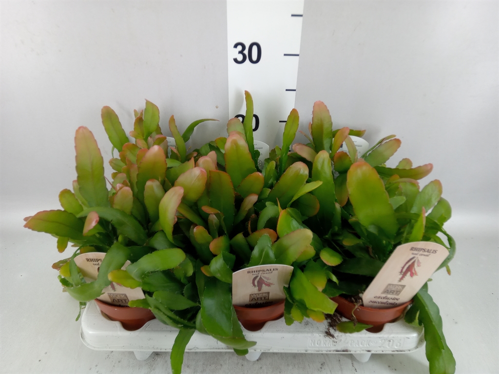 Rhipsalis Ov 12Ø 15cm