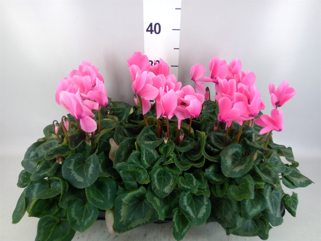 Cyclamen Super Serie Leopardo 13Ø 30cm