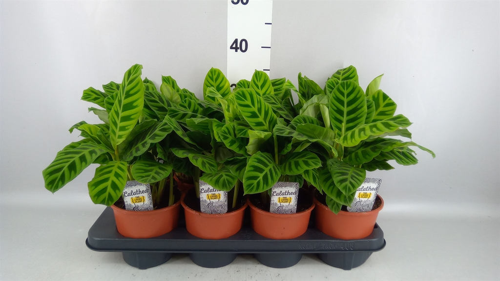 Calathea Zebrina 14Ø 30cm