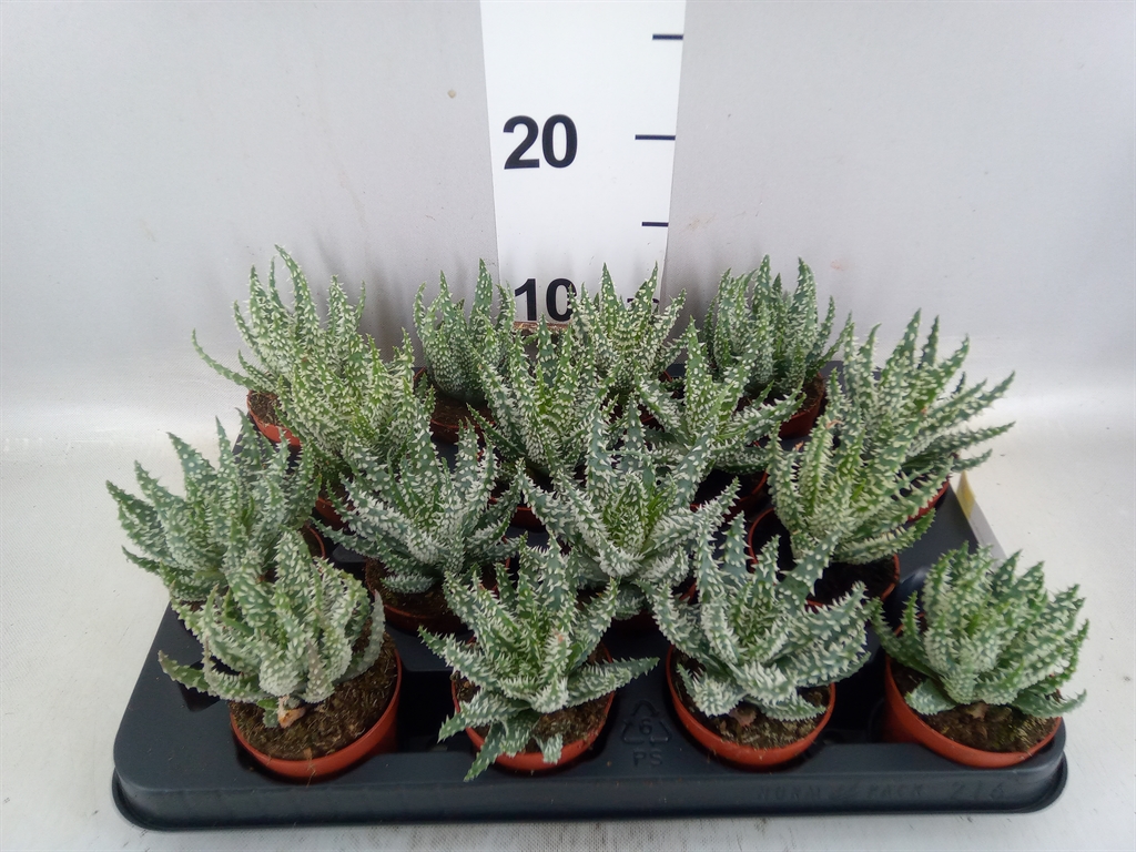 Aloe Humilis 7Ø 10cm