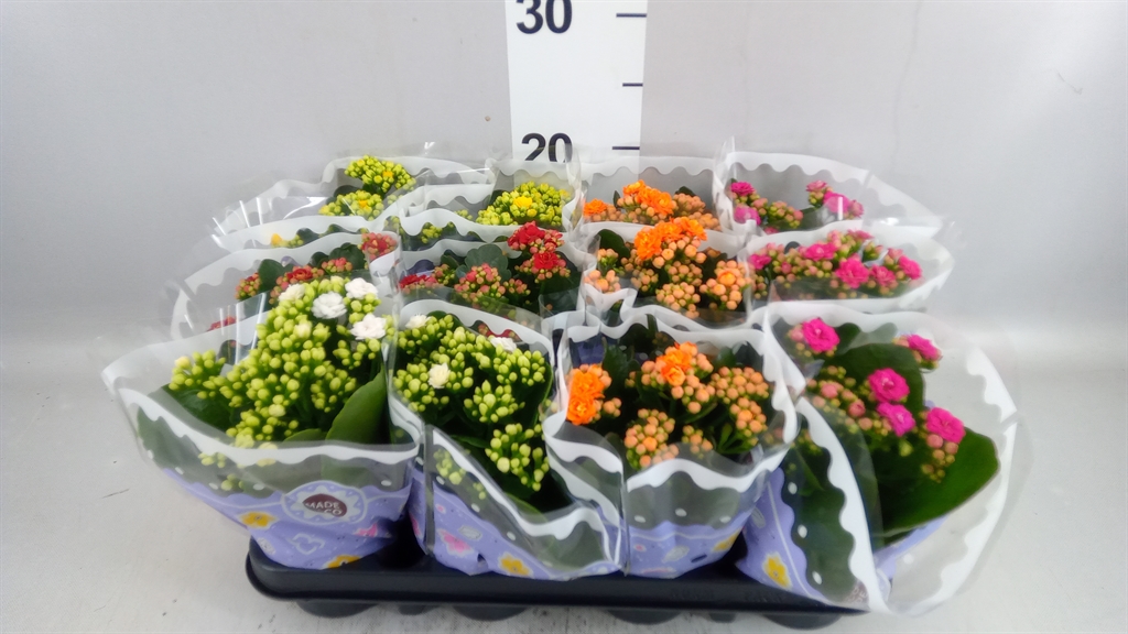 Kalan B Ge Gem 5 Kl 9Ø 19cm