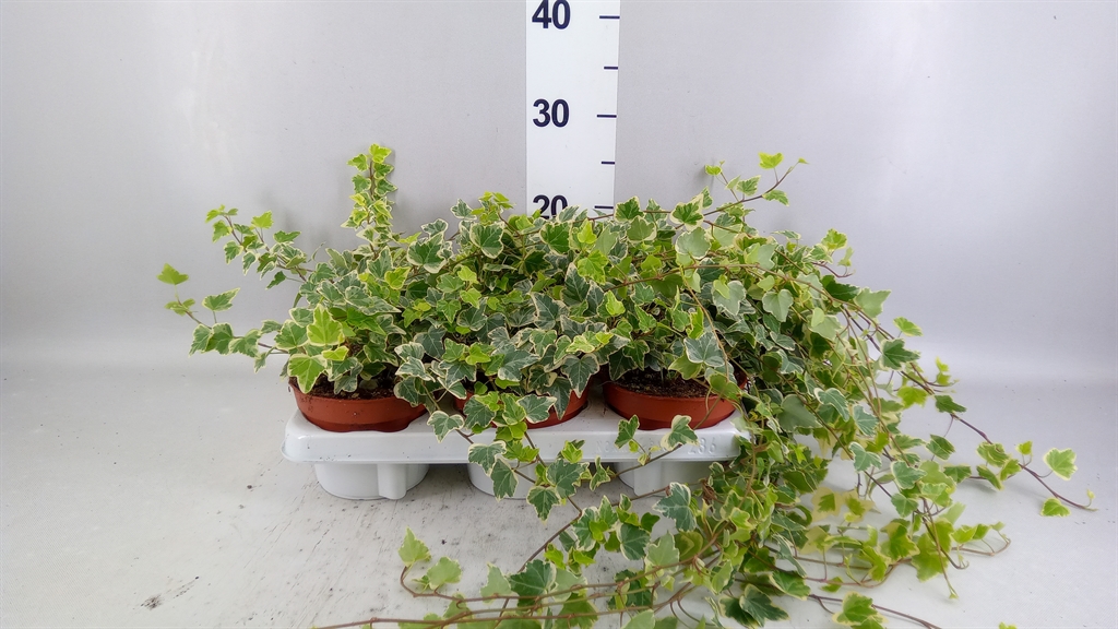 Hedera Helix White Wonder 13Ø 20cm