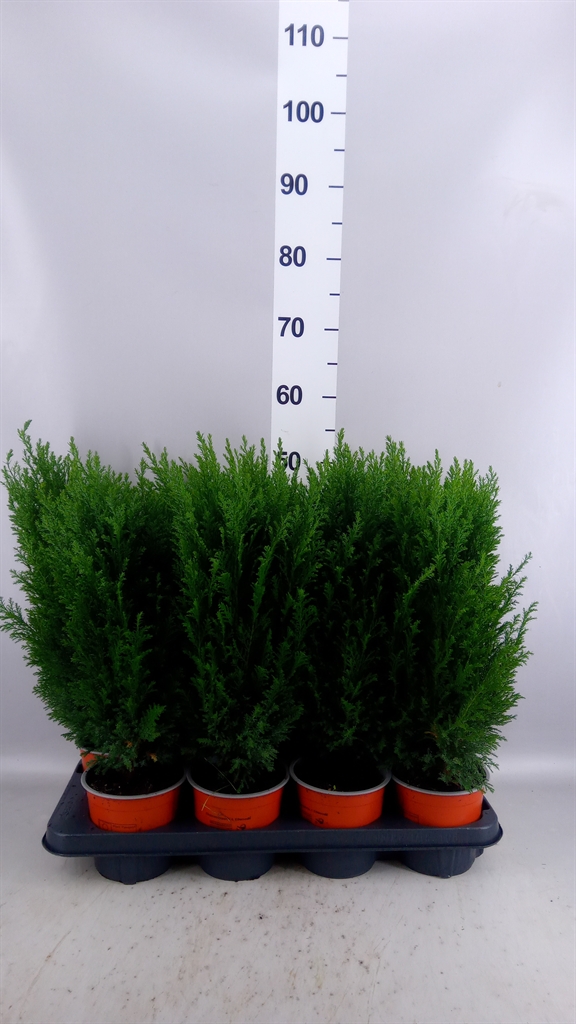 Chamaecyparis Ellwoodii 13Ø 48cm