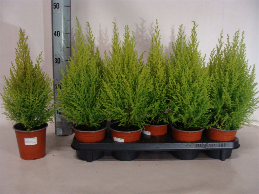 Cupressus Goldcrest Wilma 12Ø 45cm
