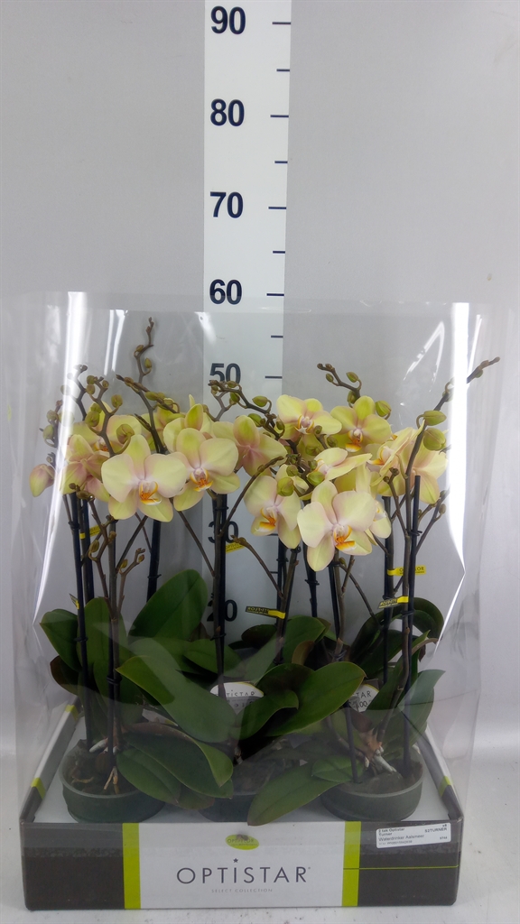 Phalaenopsis Yellow 12Ø 60cm 2st