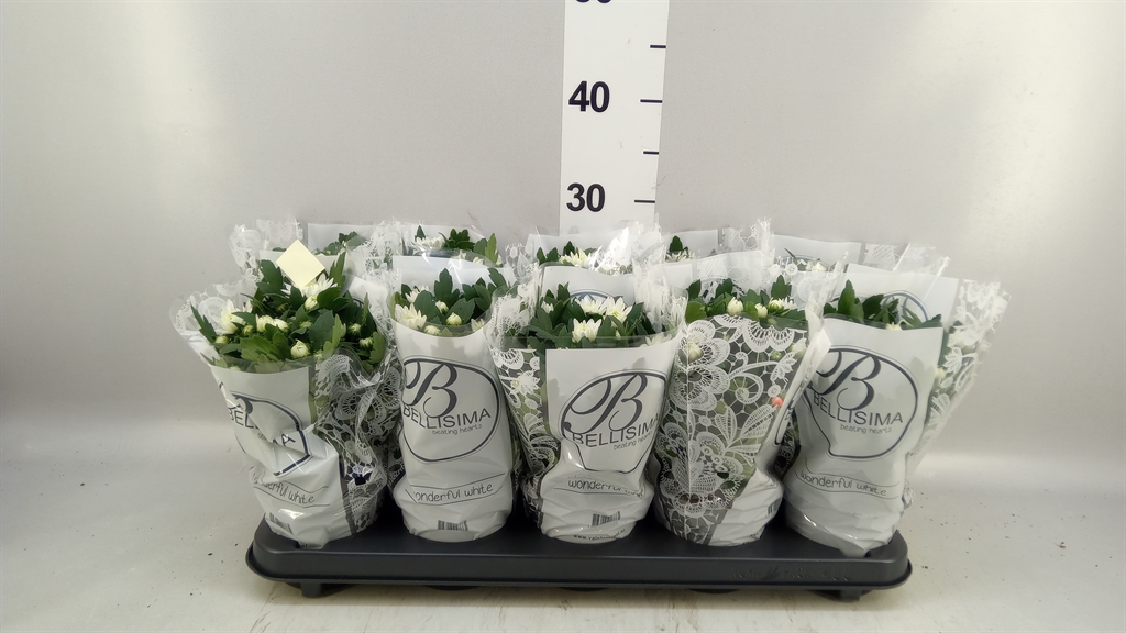 Chrysanth Da Vinci White 12Ø 25cm