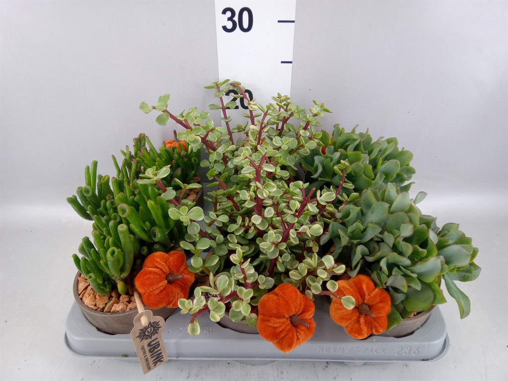 Crassula Mixed 12Ø 16cm