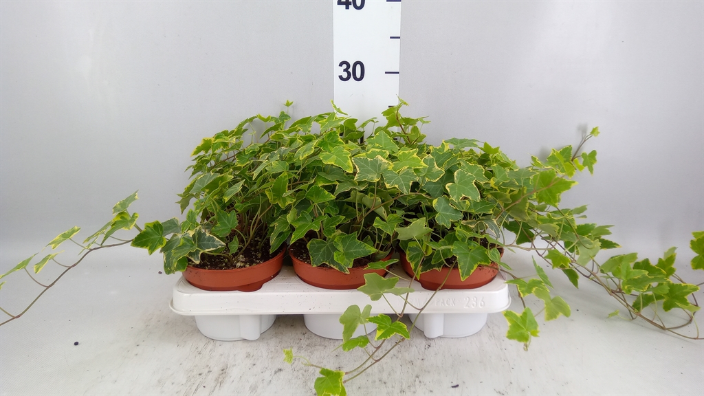 Hedera Helix Goldchild 13Ø 30cm
