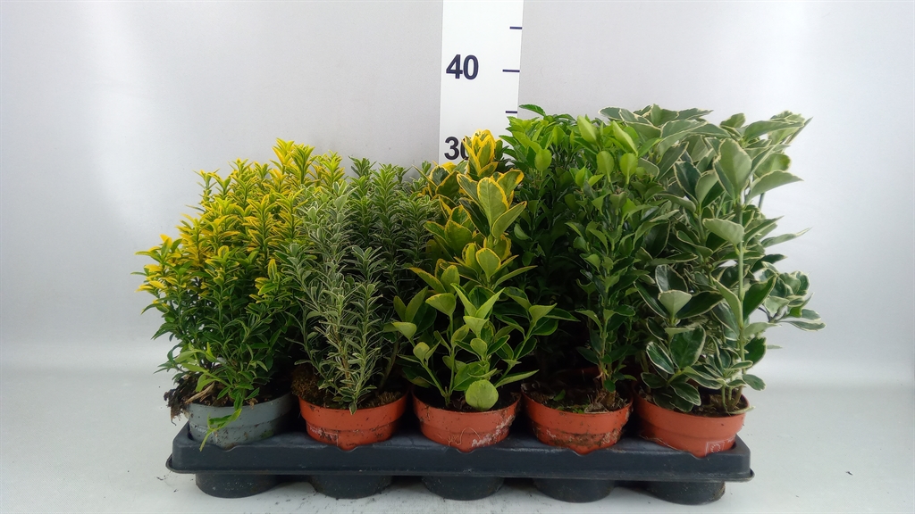 Euonymus Mix 11Ø 35cm