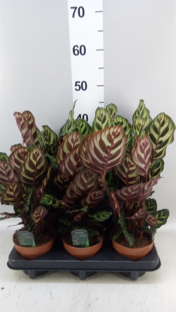 Calathea Makoyana 12Ø 25cm
