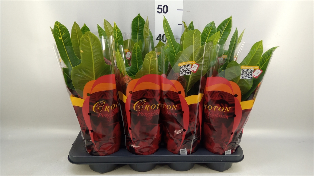 Codiaeum Big Leaf Excellent 13Ø 35cm