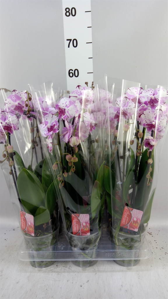 Phal El Cascade 12Ø 45cm