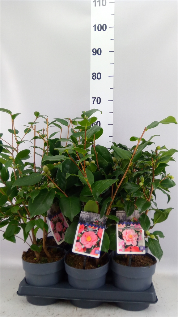 Came Ov 15Ø 30cm