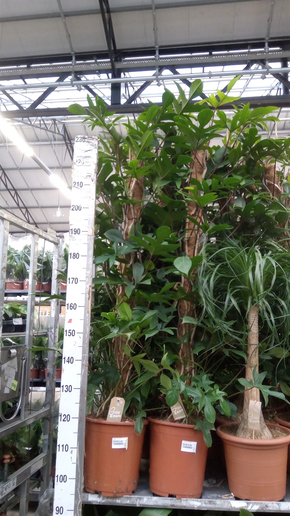 Philodendron Pedatum 27Ø 180cm