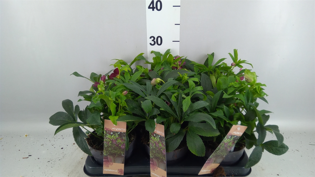Helleborus Orientalis 12Ø 26cm