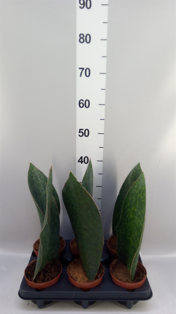 Sansevieria Grandis 12Ø 40cm