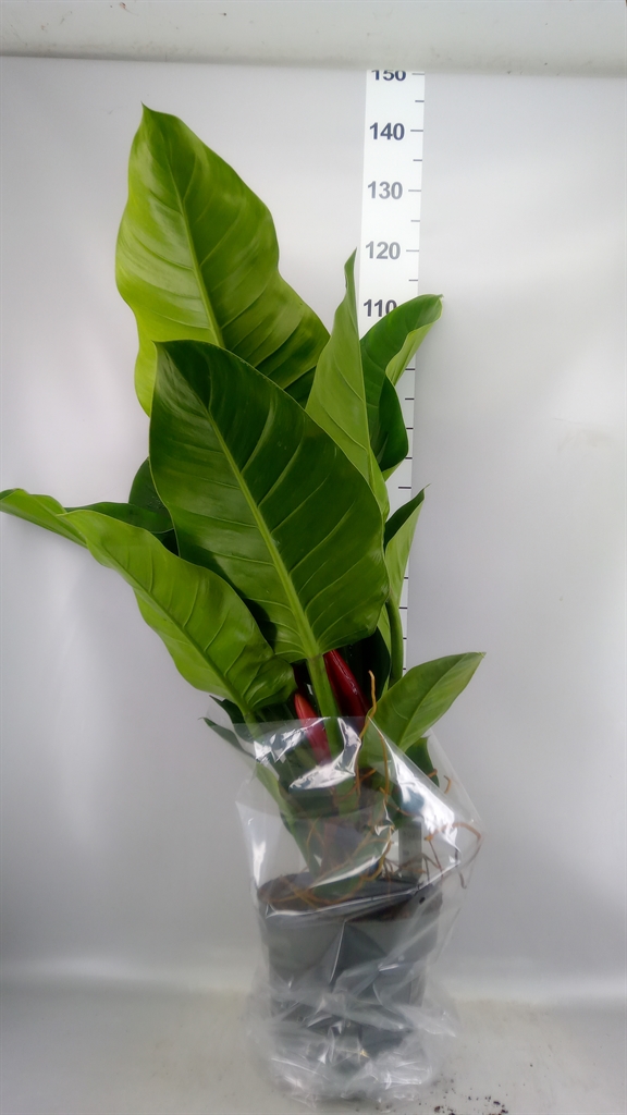 Philodendron Imperial Green 24Ø 110cm