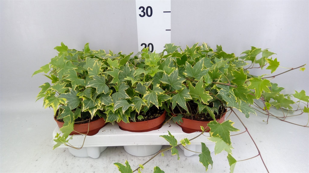 Hedera Helix Yellow Ripple 13Ø 30cm