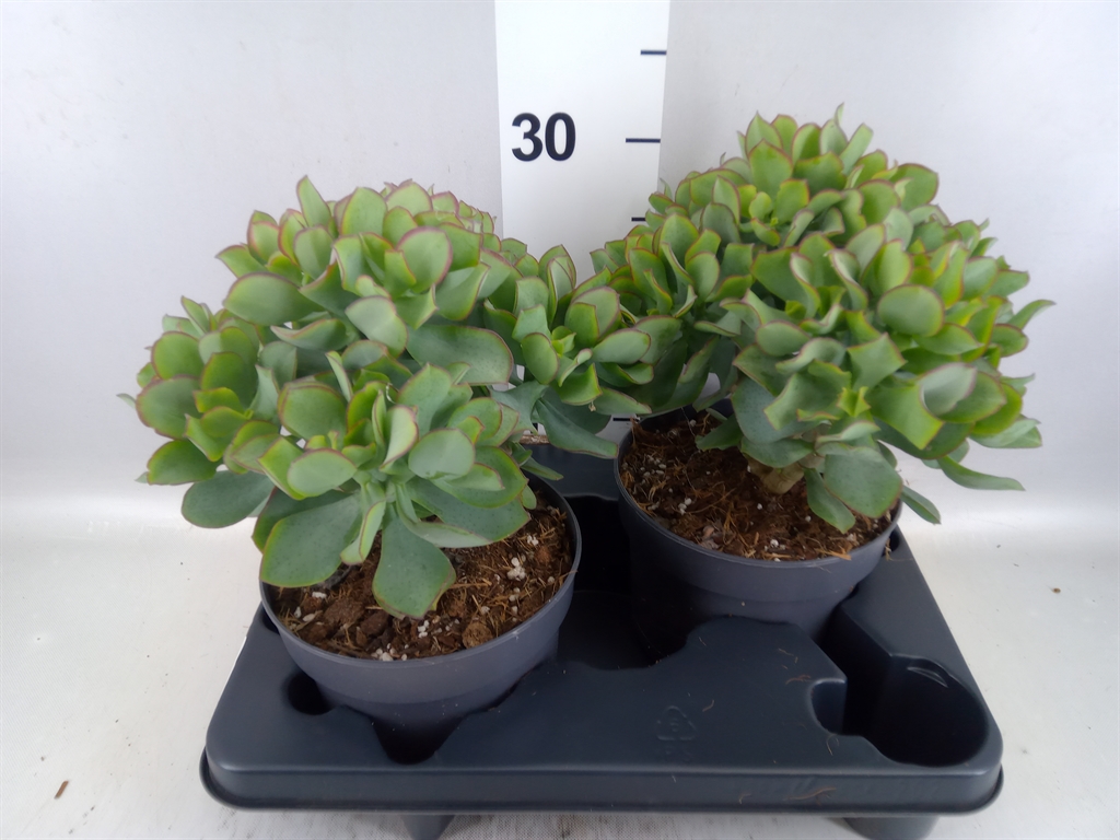 Crassula Curly 17Ø 25cm
