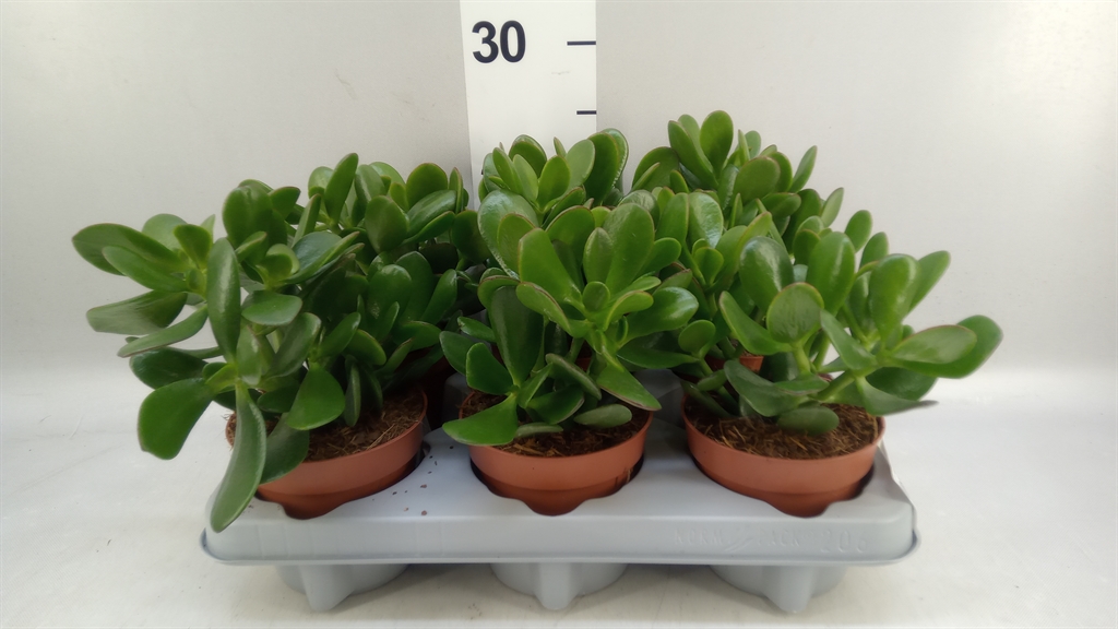 Crassula Ovata 12Ø 24cm