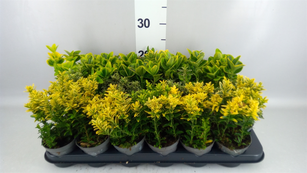 Euonymus Mix 9Ø 25cm