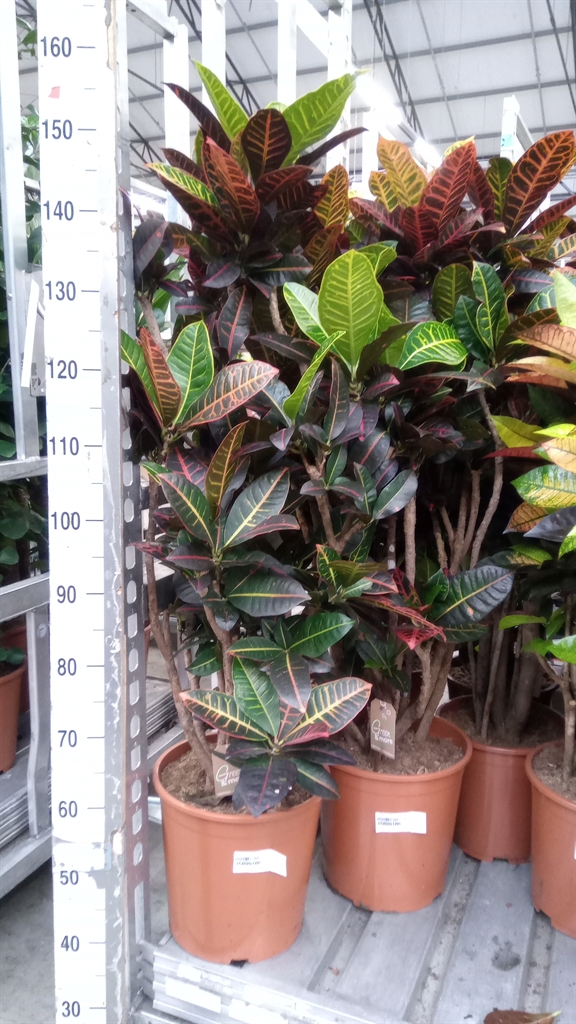 Codiaeum Big Leaf Petra 30Ø 140cm