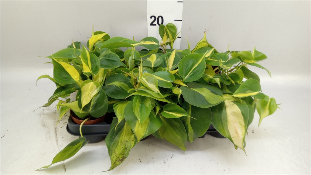 Philodendron Scandens Brasil 8Ø 15cm