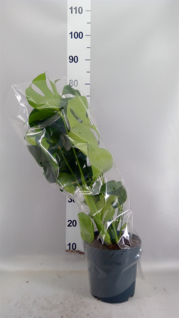 Monstera Deliciosa 17Ø 55cm