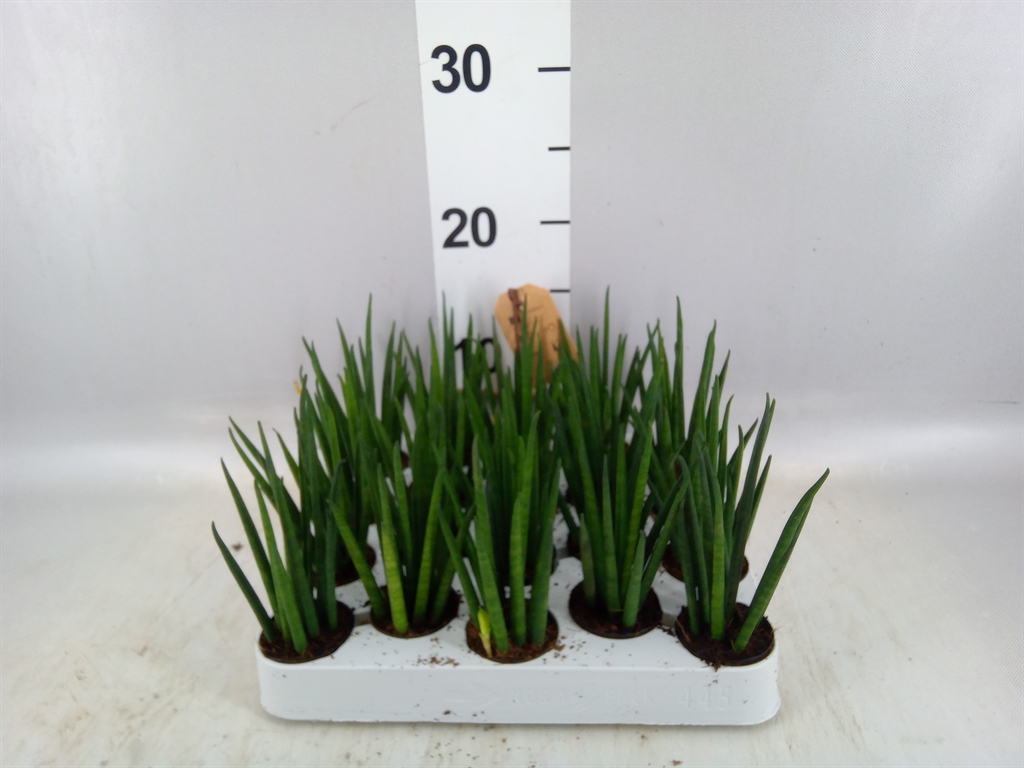 Sansevieria Bacularis 4Ø 12cm