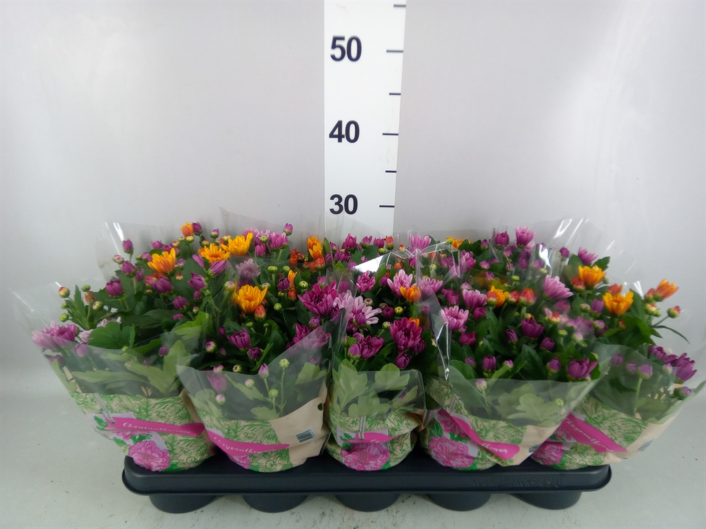 Chrysanth Mount Aubisque Mix 12Ø 26cm