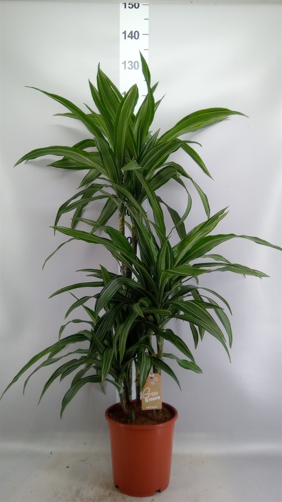 Dracaena Ulises 21Ø 120cm