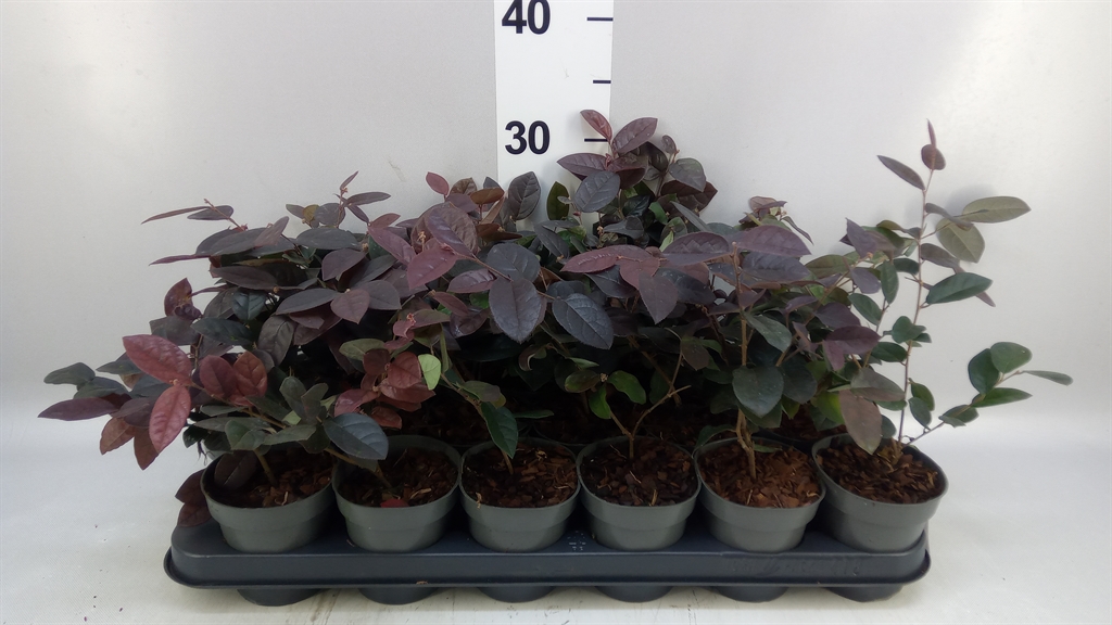 Loropetalum Fire Dance 9Ø 15cm