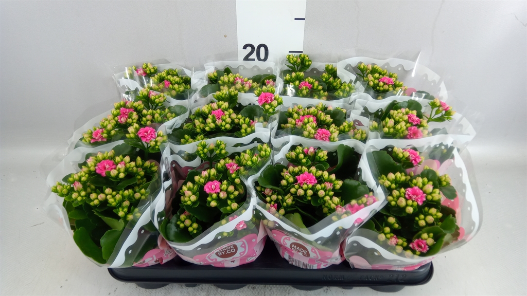 Kal Ge Menzel 9Ø 19cm