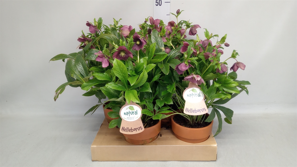Helleborus Viv Victoria 15Ø 30cm