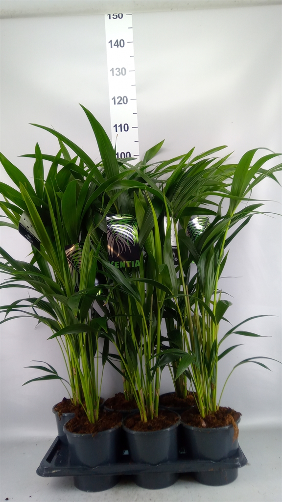 Howea Forsteriana 17Ø 80cm