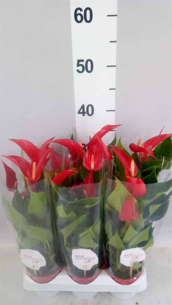 Anthurium Banderola Roja 9Ø 30cm