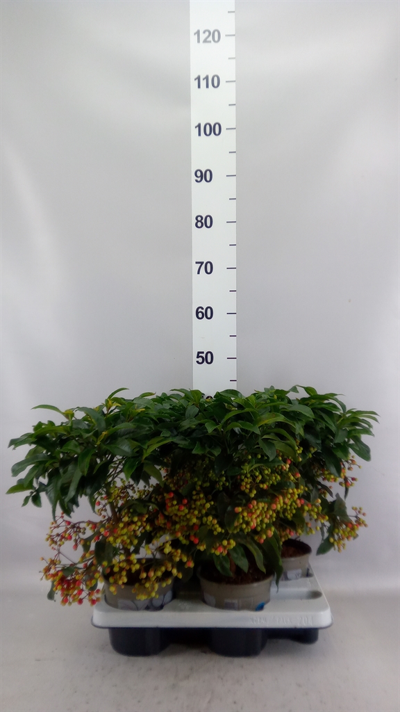 Ardisia Crenata 14Ø 40cm